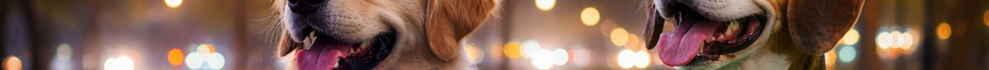 LED Dog Collars