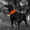 Organic Dog collar with Led lights 